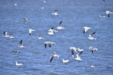 The birds of the sea