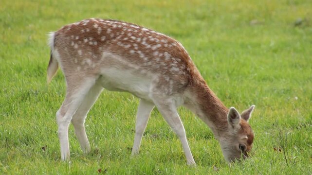 Jeune daim tachet&eacute; dans une prairie verdoyante