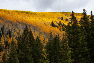 Yellow aspen and pine trees in autumn, Aspen, CO