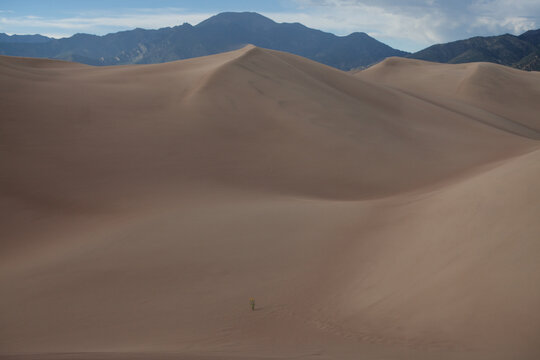 One yellow flower growing in the sand, Great Sand Dunes National Park