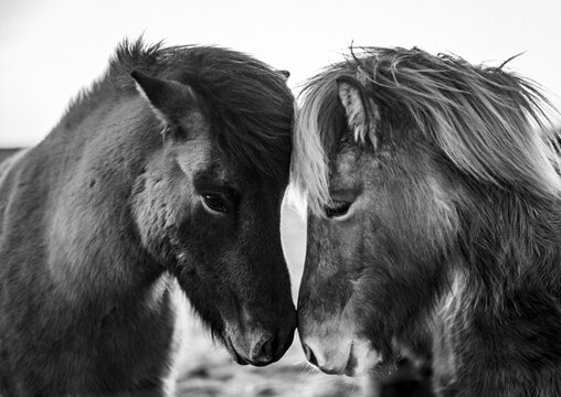 Two Icelandic horses touch foreheads and noses together