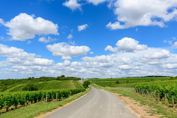 Fototapeta premium A paved rural road curves gently between lush green vineyard rows under a bright blue sky filled with scattered white clouds in Pouilly sur Loire. The open landscape feels expansive and sunlit