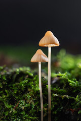 Macro of Fungi growing in the forest, Mycena, saprotrophic mushrooms