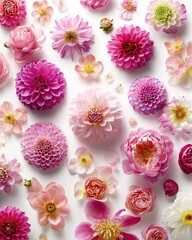 Arrangement Of Pink Flowers On White Background