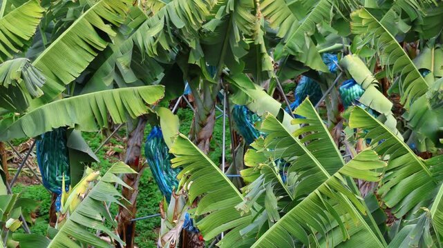 Large Banana Palm Leaves Swaying in the Wind on a Plantation, Surrounding Clusters of Bananas Wrapped in Dark Blue Plastic Bags to Support Faster Ripening Amid Lush Tropical Greenery and Constant Moti