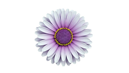 Purple and Yellow Daisy Flower Close-up