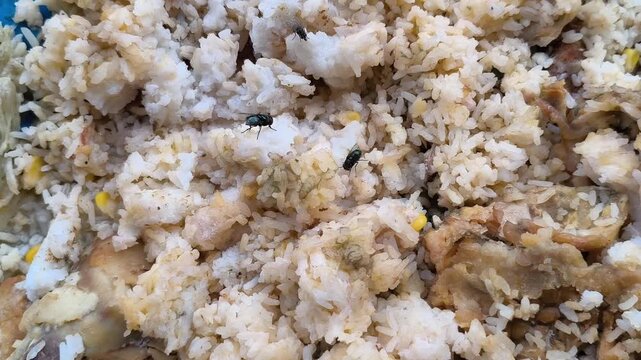 Close-up of Houseflies Crawling on Leftover Rice and Chicken Food Waste