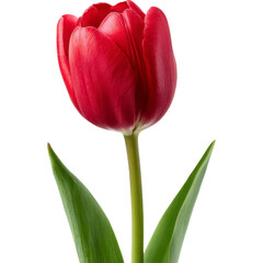 Naklejka premium A striking red tulip with lush green leaves stands out against a stark, dark background. Simple elegance.