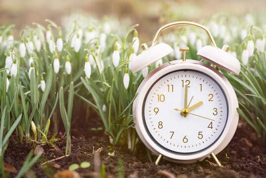 Switch to daylight saving time in spring, summertime changeover, alarm clock with snowdrop flowers in spring