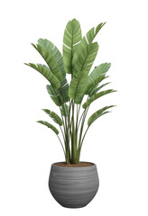Lush Potted plant, a vibrant Indoor plant with broad Green leaves, perfect as a Tropical plant Houseplant for modern interiors.