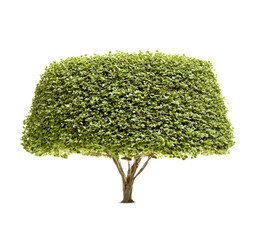 Beautifully Trimmed Tree, Bush with Green Leaves, a Vibrant Plant Isolated on White for Gardening & Landscape Design