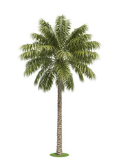 Vibrant palm tree, a tropical plant with lush green leaves, isolated on a clean white background, perfect for summer designs and exotic themes.