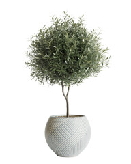 Elegant Potted plant resembling an Olive tree in a stylish Decorative pot with a geometric pattern, isolated on background
