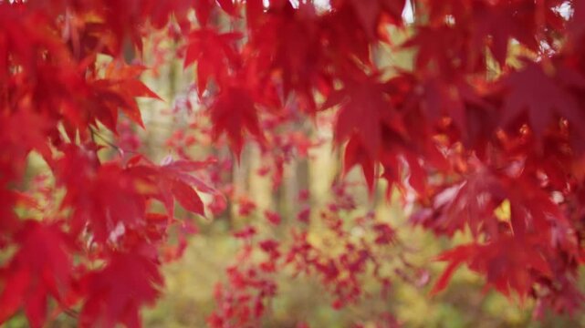 Foliage in the park. Autumn fall leaves of maple trees. Autumn fall leaves in sunlight. Golden fall movement. Autumn seasonal design.