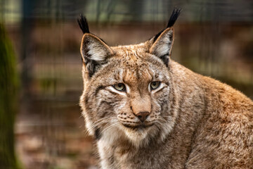Naklejka premium Majestic Eurasian Lynx Portrait with Ear Tufts