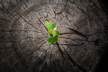 New shoot grow on old tree stump