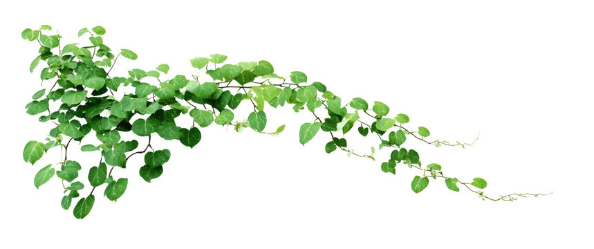 Vibrant green ivy vine with small, heart-shaped leaves gracefully trailing across a pure white background, perfect for natural design elements and botanical compositions.