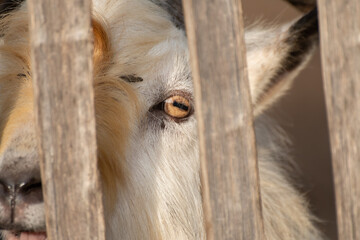 Close-up of a Goat Eye Through Wooden Fence Slats
