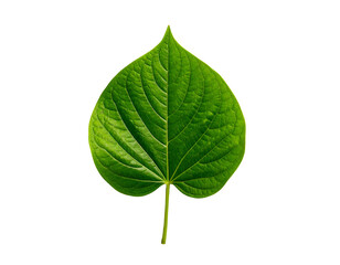 Single Green Leaf with Visible Veins.