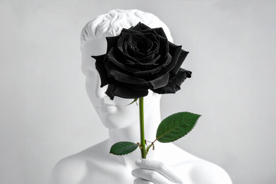 Black Halfeti rose held in front of a white classical sculpture bust against a clean neutral background, creating a high-contrast conceptual still life symbolizing rarity, elegance and emotional depth