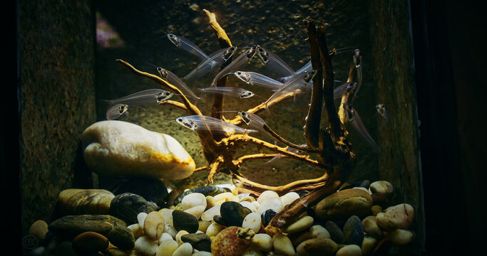 Catfish In Zoo Aquarium. Many Catfishes Float In Aquarium. Kryptopterus Vitreolus Known Commonly As Glass Cat, Ghost Catfish Or Phantom Catfish. Glass Catfish Are Endemic To Thailand