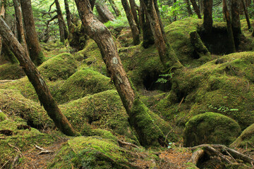白駒の池・苔と原生林