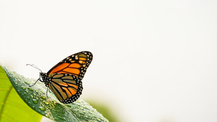 Obraz premium Monarch butterfly resting on green leaf with water droplets 