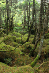 白駒の池・苔と原生林