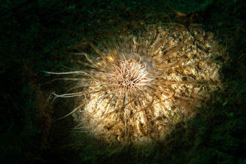 Cerianthidae Tube Anemone Extending Feeding Tentacles Underwater © Murat