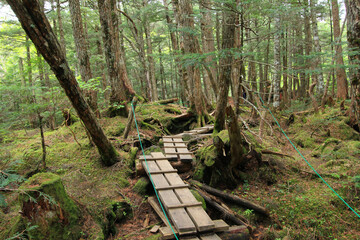 白駒の池・苔と原生林