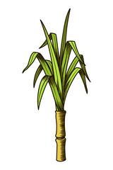 Obraz premium Cane sugar. Sugarcane plant. Engraving hand drawn natural organic food or natural ingredient. Fresh sugar bamboo