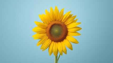 Obraz premium Yellow Sunflower Centered On Blue