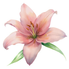 Naklejka premium Pink lily flower with green leaves in watercolor style 