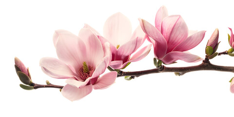 Obraz premium Pink magnolia spring blossom branch
