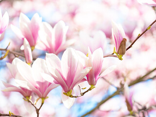 Obraz premium Branches of light pink Magnolia flowers on an out-of-focus background. Selective focus. Shallow DOF.