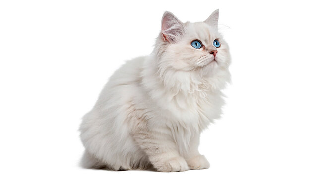 White fluffy cat sits quietly with blue eyes, looking upwards while resting  isolated on transparent background cut out