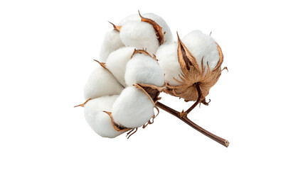 Cotton plants with bolls isolated on transparent background cut out © Ivan