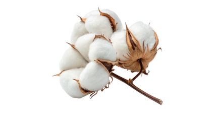 Cotton plants with bolls isolated on transparent background cut out