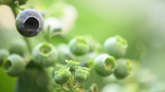 Blueberry or Vaccinium fruits on natural background.