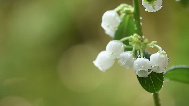 Blueberry or Vaccinium flowers on natural background.