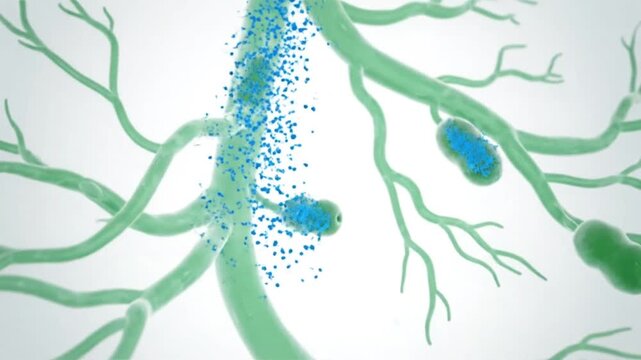 Microscopic view of fungal hyphae with spores