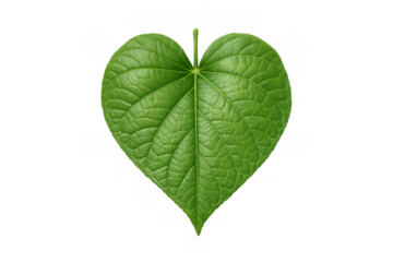 Green heart shaped leaf illustrating nature love