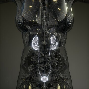 Science Anatomy Scan Of Human Kidneys Glowing