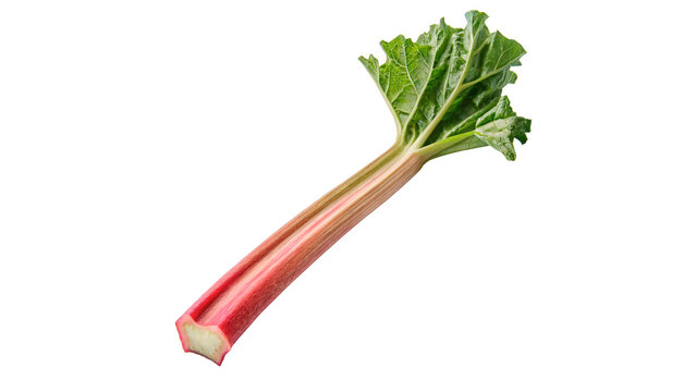 A single fresh rhubarb stalk  isolated on transparent background cut out