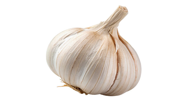  garlic bulb shows round shape and several layers of dry skin isolated on transparent background cut out