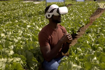 Rows of green lettuce growing under bright sunlight in farm field, copy space © wavebreak3