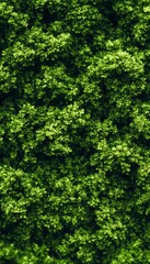 Close-Up of Lush Green Plant Life with Intricate Fractal Patterns and Organic Textures in Nature