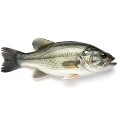 Fresh bass with glistening scales in a variety of from silver