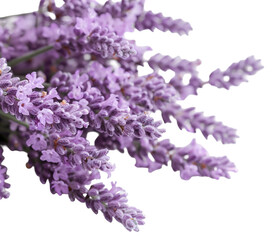 Obraz premium Shrub displays a cluster of purple blooms on a transparent background. The flowers are cut out and emphasize their form. The focus is on the floral details alone