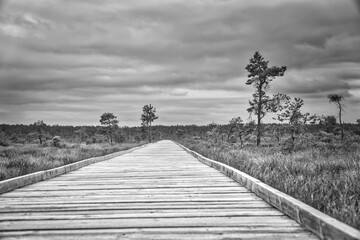 A light-colored wooden boardwalk leads, in perspective, through a vast moorland landscape with grasses and scattered pine trees under an overcast sky. A nature trail idyll. In black and white.